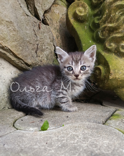 ПРО КОТИКОВ 🐱