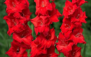 Гладиолусы