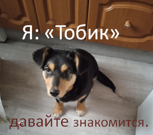 Собака.Друг.