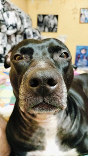 Что можно, а что нельзя давать собакам.