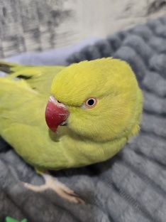 Ожереловый попугай💚