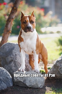 Вредные советы от Рэя