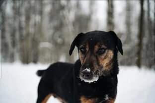 Рональд💙 ищет дом🏠🤞