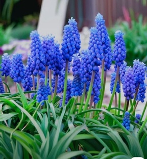 Посадка растений .