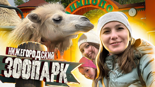 Зоопарки, океанариумы и дельфинарии