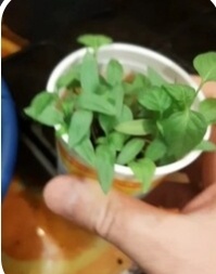 Сад и Огород