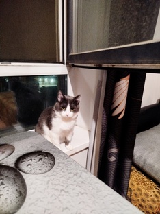 Всё о животных!)