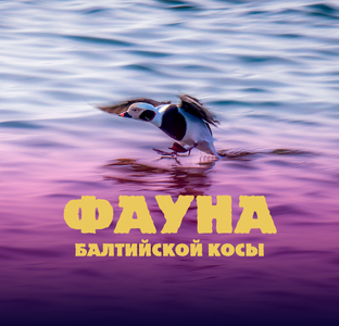 Фауна Балтийской косы