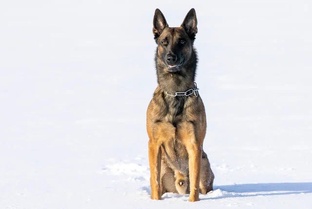WinnerHund SANTO VON GRAND♂ 