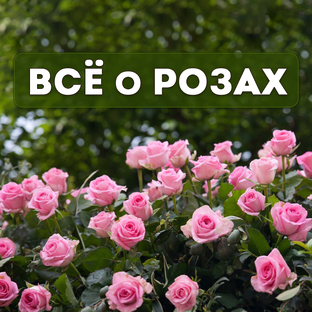 Всё о розах