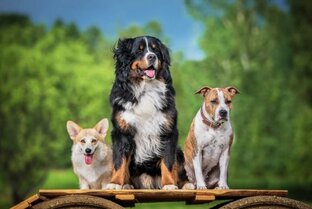 Породы собак 🐶