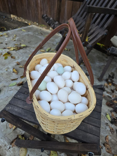 Птицеводство - несушки 