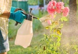 Болезни и вредители РОЗ