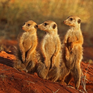Сурикаты: социальная жизнь, поведение и выживание в пустыне
