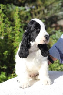 Английские кокер спаниели 