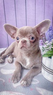 Щенки в продаже 