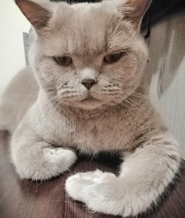 Котиные истории