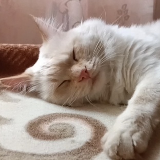 Для Ленивых Подписчиков ✨