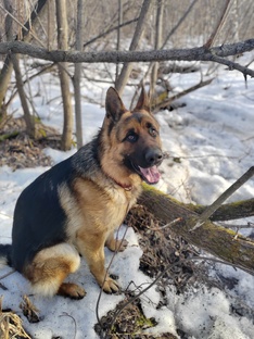 Собака 