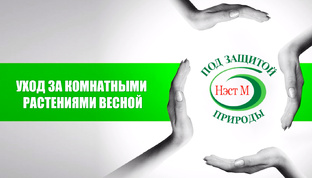 Уход за комнатными растениями