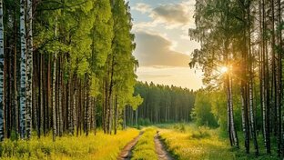 Пришвин М. Сборник рассказов 