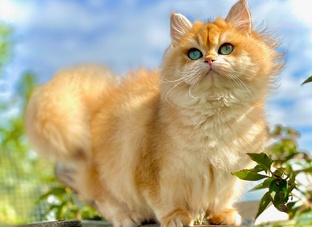 Породы кошек