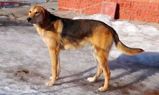 Русская гончая Вулкан ВПКОС: 4538/15 вл. Лебедев А.В.(Шатров В.А.)