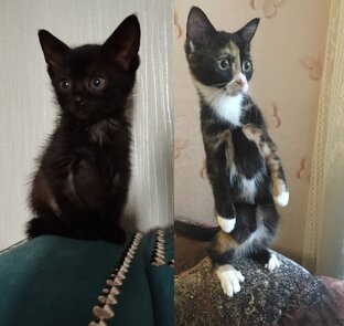 Без кота и жизнь не та (с)