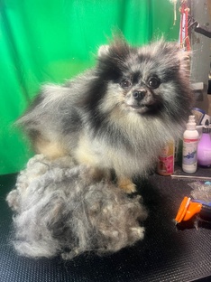 Груминг шпица