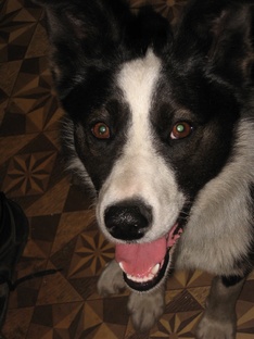 Мои питомцы - Буся