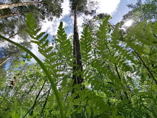 Пение птиц. 