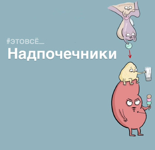 Надпочечники