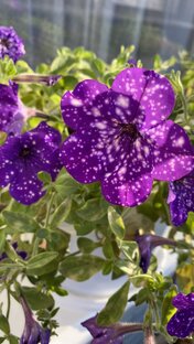 «Цветочная рубрика от Кати»