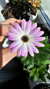 Дачные зарисовки 2024