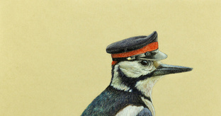 Немного о дятлах 