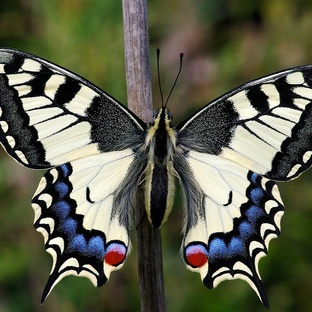 Махаон: тайны самой красивой бабочки мира