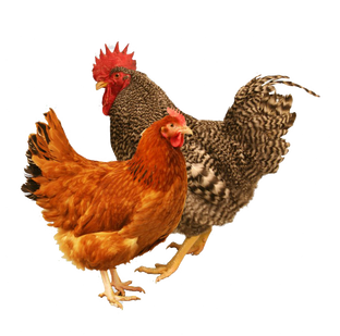 Породы кур