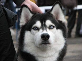 Фейерверк пород собак