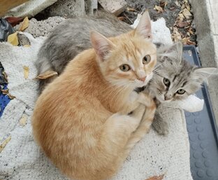 Жизнь с котиками