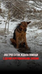 Спасение Винтер