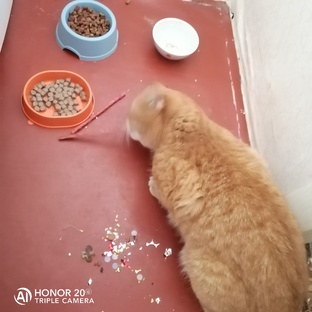 Николас рыжий чудо кот 