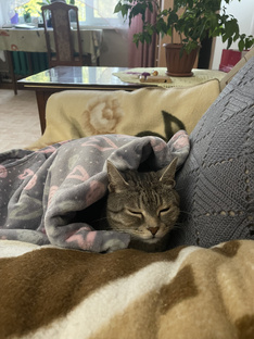 Котик Ричард, видео. 
