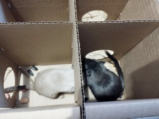 Мышки-песчанки