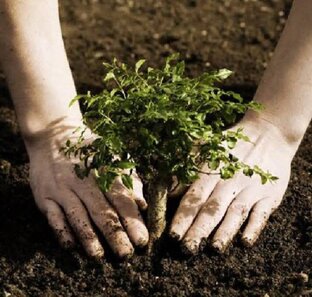 31 мая - 18 Телец - кАРИот.