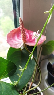 Мои растения по алфавиту.