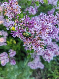 ❇️Путь к оздоровлению ❇️