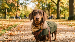 Мода — это не только про людей! 🐾✨