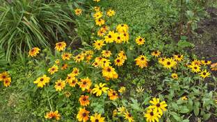 Проект "Речевой калейдоскоп" в средней группе № 15 "Вишенка"