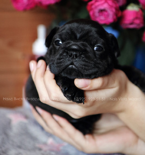 Помёт «И» 19 февраля 2025