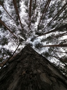 Звуки белок. 